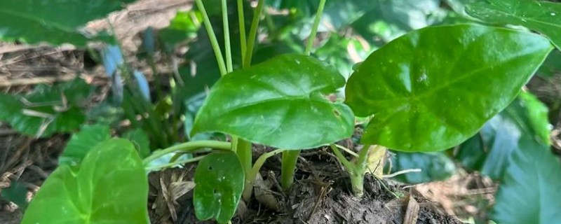 滴水观音的花语是什么，寓意志同道合、吉祥如意等