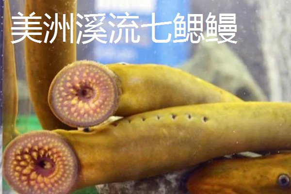 僵尸鱼长什么样子，样子非常像通常的鳗鱼