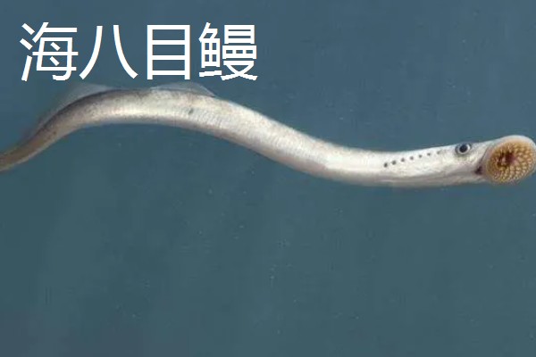 僵尸鱼长什么样子，样子非常像通常的鳗鱼