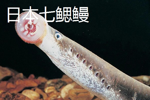 僵尸鱼长什么样子，样子非常像通常的鳗鱼