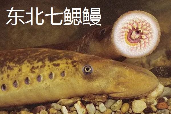 僵尸鱼长什么样子，样子非常像通常的鳗鱼
