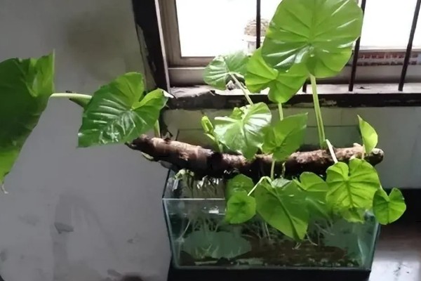 滴水观音的花语是什么，寓意志同道合、吉祥如意等