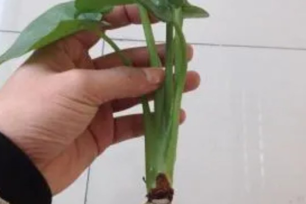 滴水观音的花语是什么，寓意志同道合、吉祥如意等