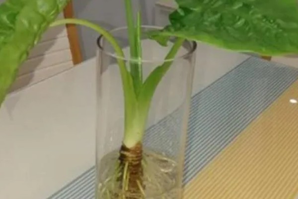 滴水观音的花语是什么，寓意志同道合、吉祥如意等