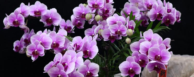 蝴蝶兰的浇水方法，在生长期不可缺水