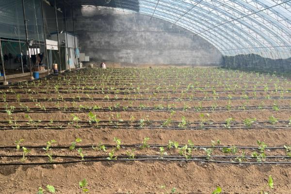 大棚蔬菜冬季如何浇水，将普通垄沟浇水改为膜下滴灌