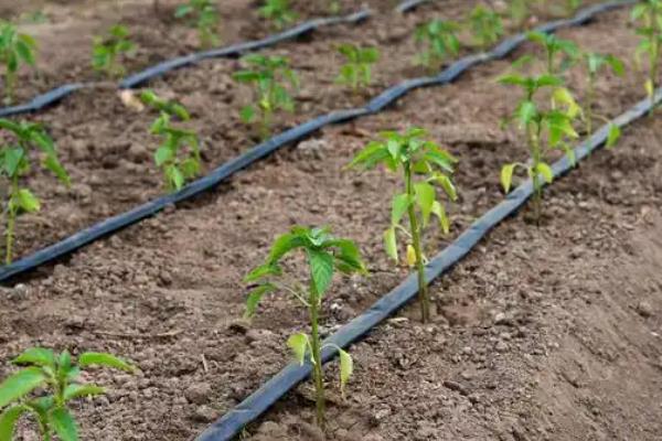 大棚蔬菜冬季如何浇水，将普通垄沟浇水改为膜下滴灌