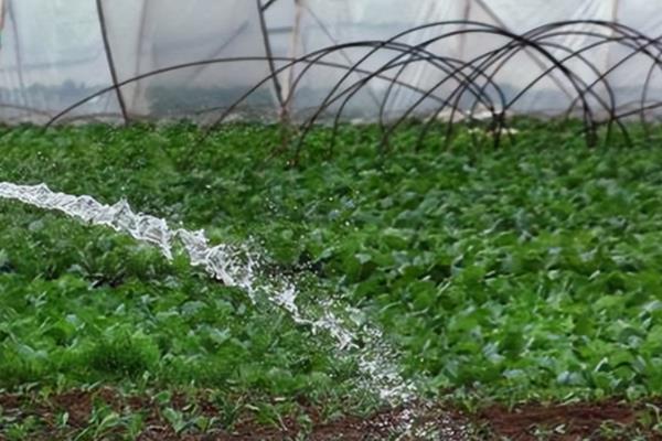 大棚蔬菜冬季如何浇水，将普通垄沟浇水改为膜下滴灌