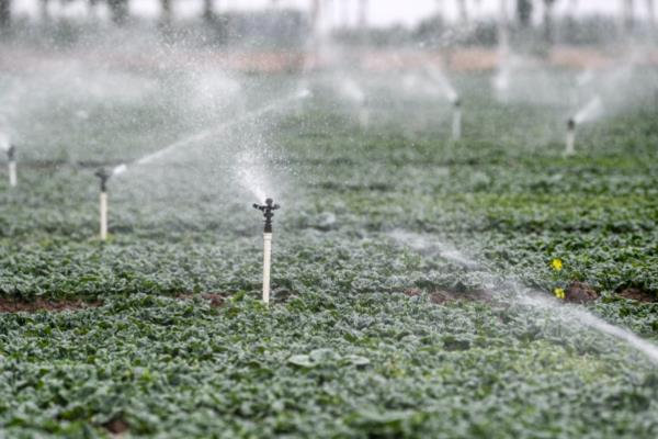 大棚蔬菜冬季如何浇水，将普通垄沟浇水改为膜下滴灌