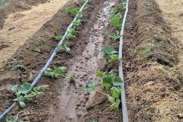 大棚蔬菜冬季如何浇水，将普通垄沟浇水改为膜下滴灌