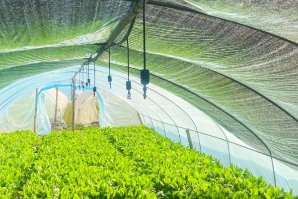 大棚蔬菜冬季如何浇水，将普通垄沟浇水改为膜下滴灌