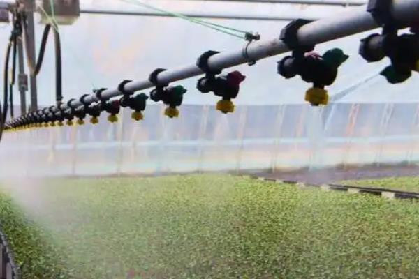 大棚蔬菜冬季如何浇水，将普通垄沟浇水改为膜下滴灌