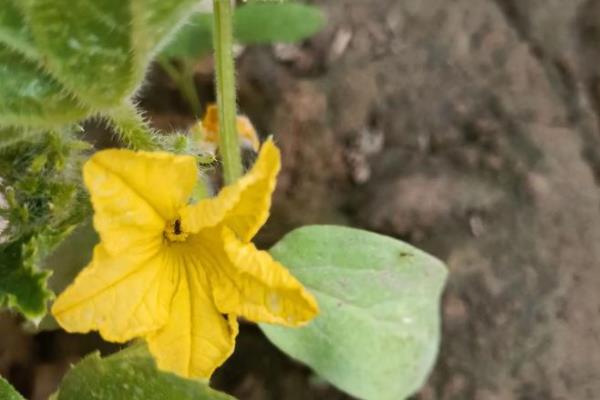 大棚蔬菜冬季如何浇水，将普通垄沟浇水改为膜下滴灌