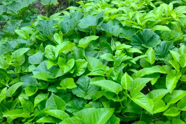 大棚蔬菜冬季如何浇水，将普通垄沟浇水改为膜下滴灌