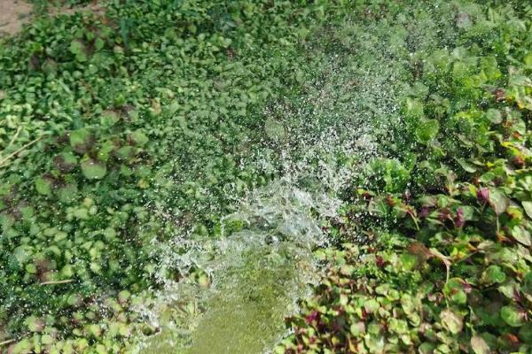 大棚蔬菜冬季如何浇水，将普通垄沟浇水改为膜下滴灌