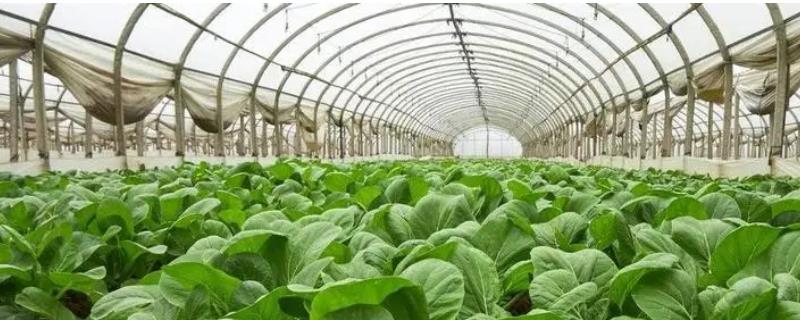 大棚蔬菜冬季如何浇水，将普通垄沟浇水改为膜下滴灌