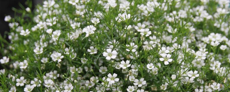 满天星有哪些花语，寓意浪漫、友谊等