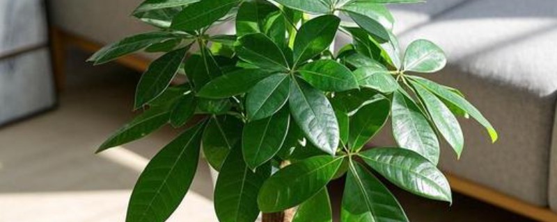 发财树需要每天通风吗，是需要每天通风的