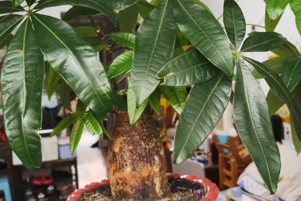 发财树需要每天通风吗，是需要每天通风的