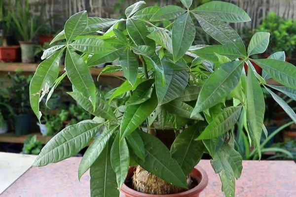 发财树需要每天通风吗，是需要每天通风的