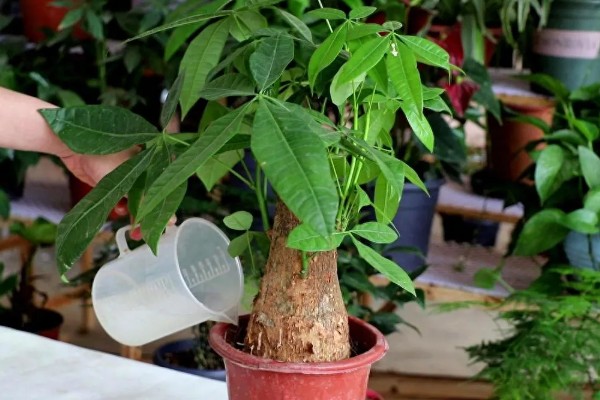 发财树需要每天通风吗，是需要每天通风的