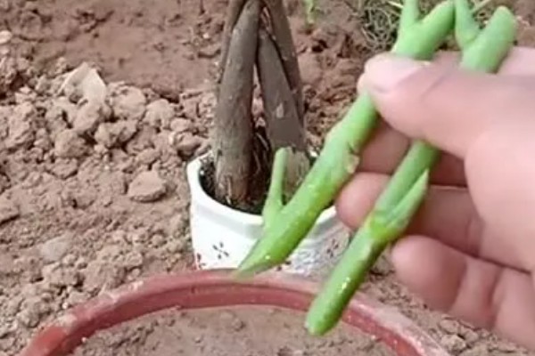 发财树需要每天通风吗，是需要每天通风的