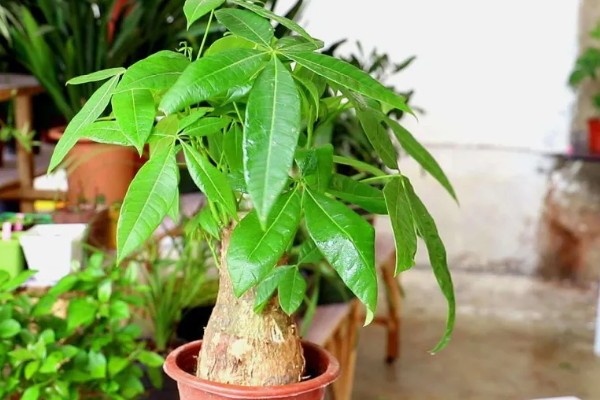 发财树需要每天通风吗，是需要每天通风的