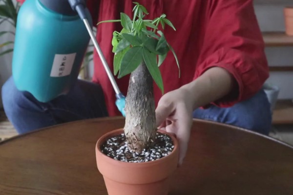 发财树需要每天通风吗，是需要每天通风的