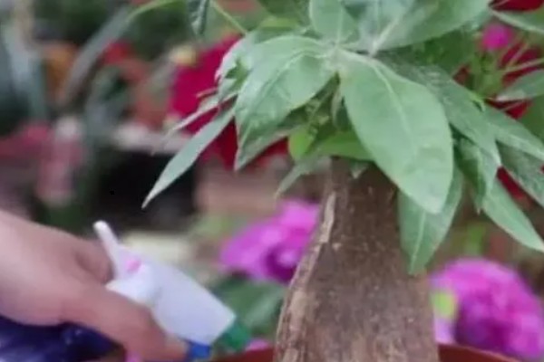 发财树需要每天通风吗，是需要每天通风的