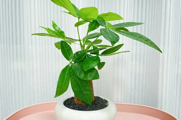 发财树需要每天通风吗，是需要每天通风的