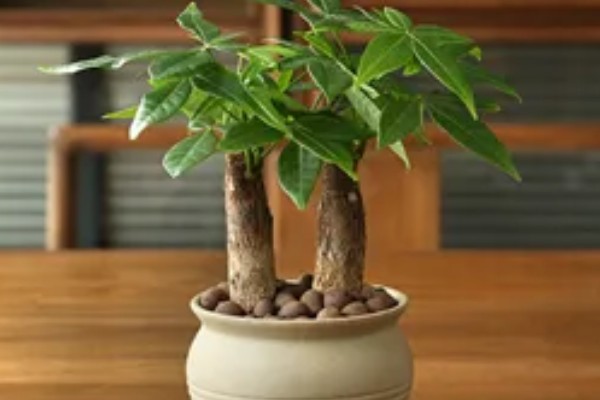 发财树需要每天通风吗，是需要每天通风的