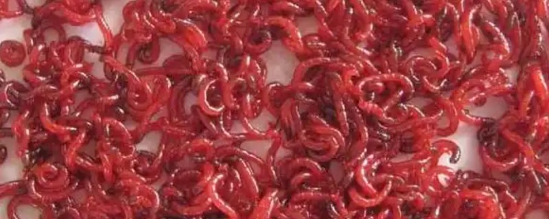 红虫怎么养殖，水质应每隔一天换一次