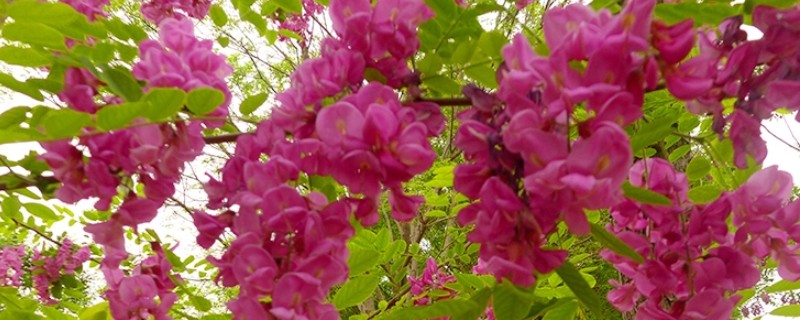 香花槐能不能吃，香花槐叶子可以吃