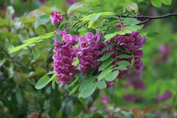 香花槐能不能吃，香花槐叶子可以吃