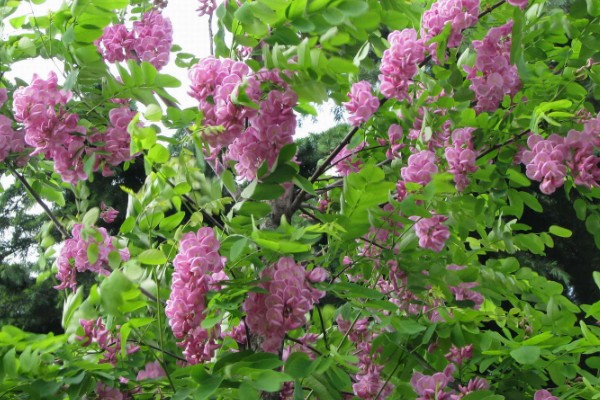 香花槐能不能吃，香花槐叶子可以吃