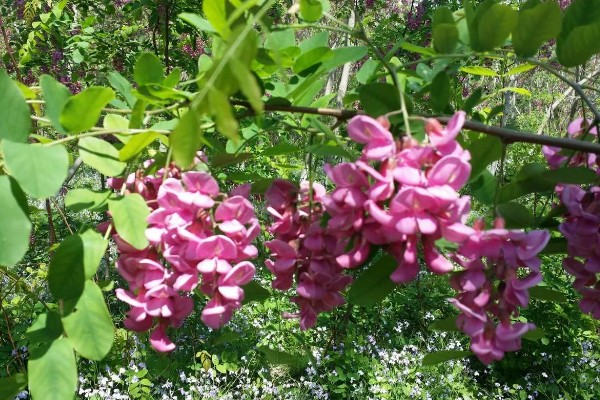 香花槐能不能吃，香花槐叶子可以吃