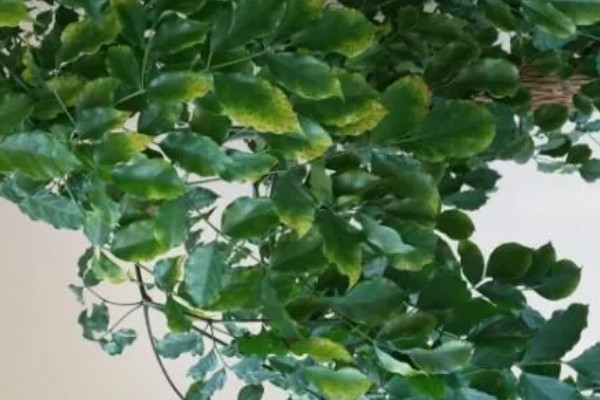 香花槐能不能吃，香花槐叶子可以吃