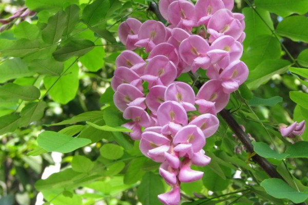 香花槐能不能吃，香花槐叶子可以吃