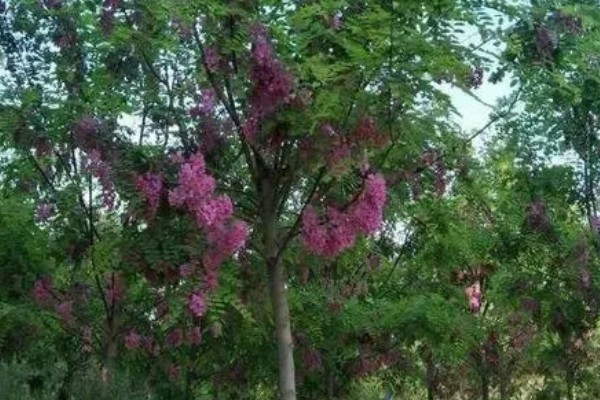 香花槐能不能吃，香花槐叶子可以吃