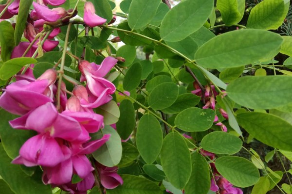 香花槐能不能吃，香花槐叶子可以吃