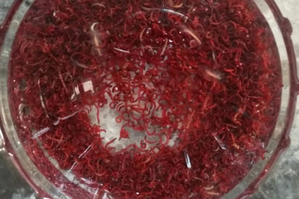 红虫怎么养殖，水质应每隔一天换一次
