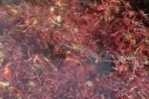 红虫怎么养殖，水质应每隔一天换一次