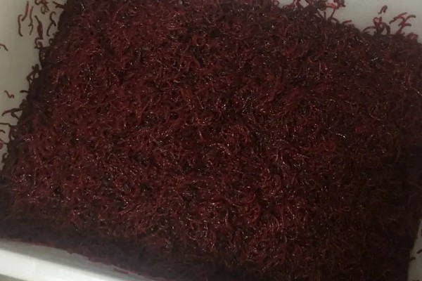 红虫怎么养殖，水质应每隔一天换一次