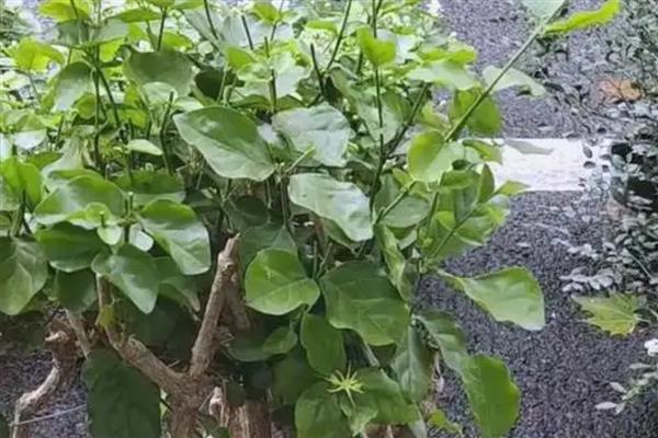 茉莉花适合室内养吗，可以室内养但不建议室内养