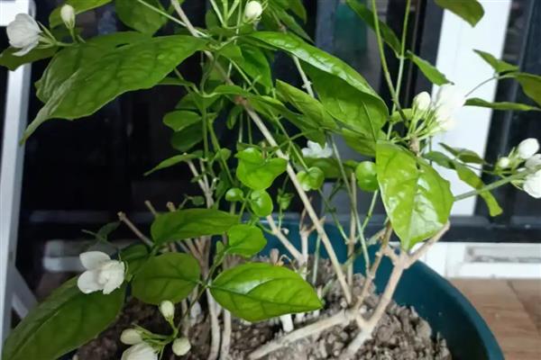 茉莉花适合室内养吗，可以室内养但不建议室内养