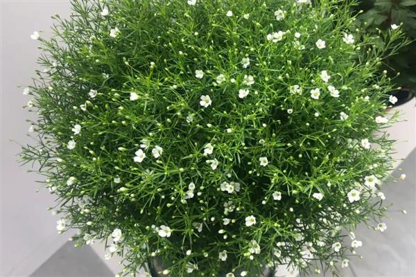 满天星有哪些花语，寓意浪漫、友谊等