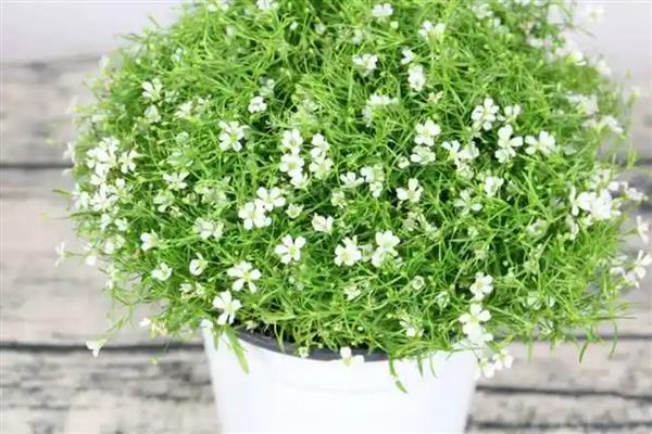 满天星有哪些花语，寓意浪漫、友谊等