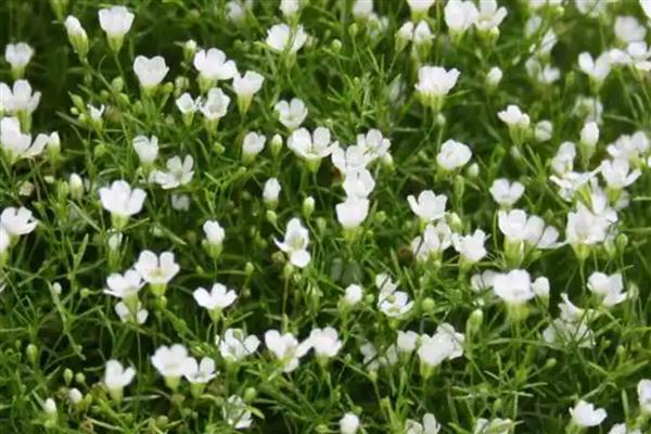 满天星有哪些花语，寓意浪漫、友谊等