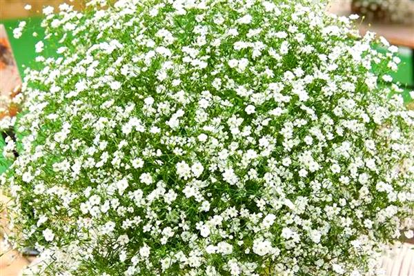 满天星有哪些花语，寓意浪漫、友谊等