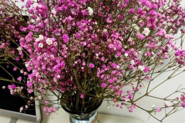 满天星有哪些花语，寓意浪漫、友谊等